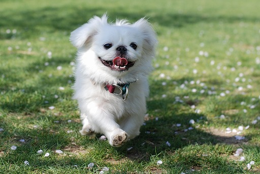 �ڤ����󣳤����ˤʤ�ޤ����ڥ���
