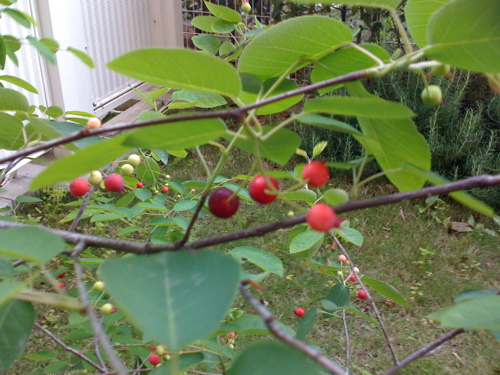 june berries