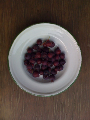 juneberries on dish