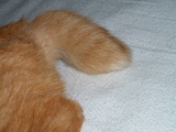 shiltupo
