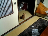 okuni