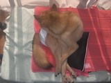 ��䤳������