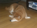 ʣ�����ޡ�
