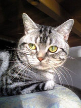 kira-1