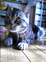 kira1