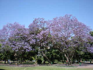 jacaranda en el parque