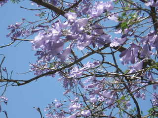 jacaranda up