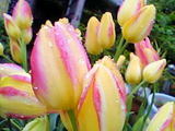 tulip6