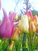 tulip8