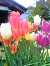 tulip15