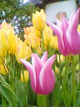 tulip7