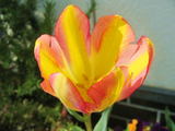 tulip3
