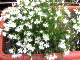 hana2