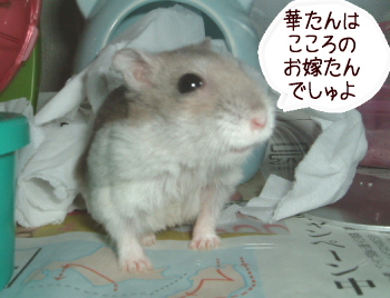 �ڤ����