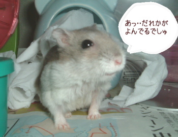 ���줫��������