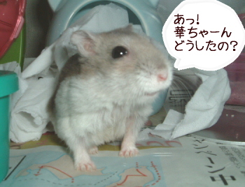 �ɤ������Ρ�