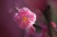 ume1
