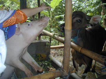 豚 飼育 パヤンガン バリ島 農村