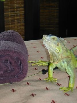 イグアナ バリ島 癒し ペット 宝物