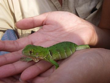 バリ島 デンパサール イグアナ