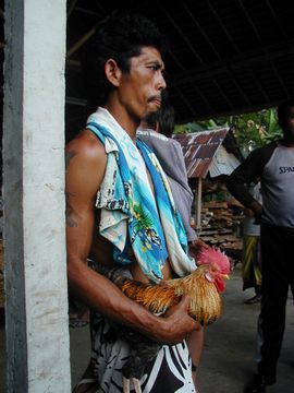 闘鶏 バリ島の男 コックファイト いけにえ 悪霊