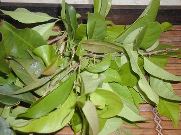 コレステロール 健康茶 ハーブティー お茶 オーガニック