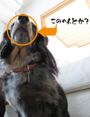 保毛田がどうした