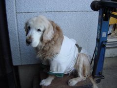 2009 11 19 �����Υڥ롼