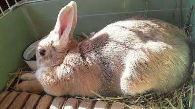 暖かい日のこたちゃん