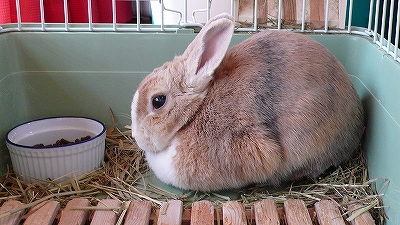 寒い日のこたちゃん