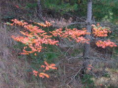 red leaves