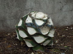 cut
