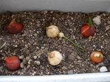 bulbs