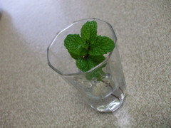 peppermint