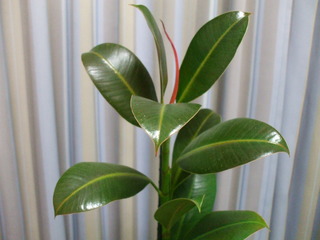 leaf