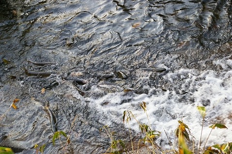 IMGP3729
