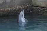 ���륫