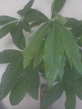c2a387d8.jpg
