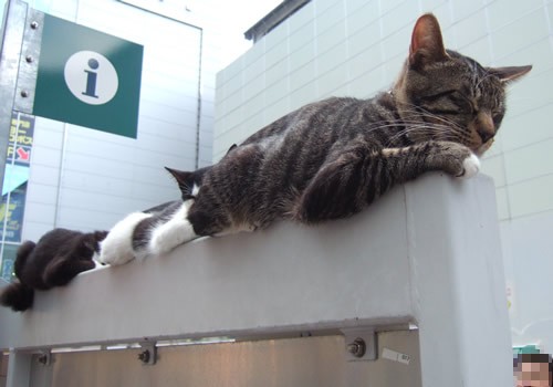 眠るネコ