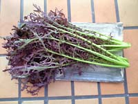 �֥ꥢ�����餷��