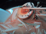 濃太:玉子