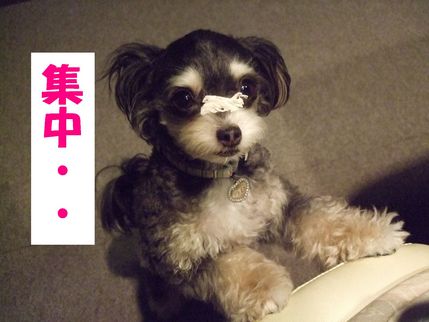 集中