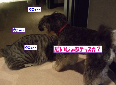 ¤À¤¤¤¸¤ç¤Ö¡©