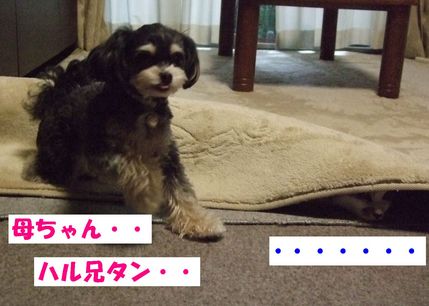 母ちゃん・・