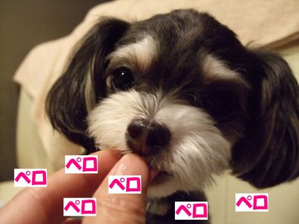 ペロペロ