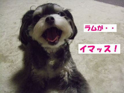 ラムがいます
