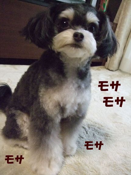 ¤â¤µ¤â¤µ