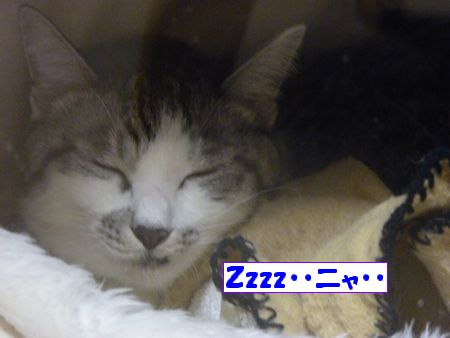 zzz