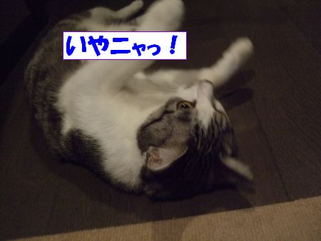 ¤¤¤ä