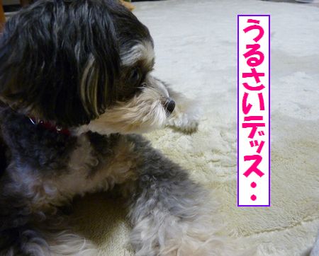 ¤¦¤ë¤µ¤¤